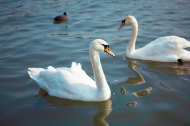 Polonya. Nehirde Yüzme Kuğu
