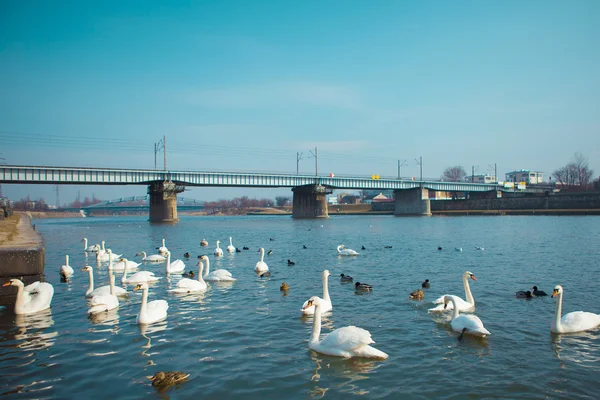 Polen. Zwanen zwemmen op de rivier — Stockfoto