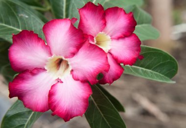 Güzel Azalea çiçekleri