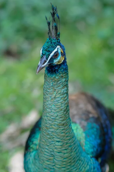 Peacock colors are staring something alone. — Stock Photo, Image