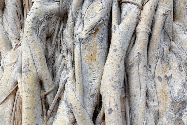 Επιφάνεια Των Ριζών Του Δέντρου Bodhi Είναι Συνωστισμένη Άτακτη — Φωτογραφία Αρχείου