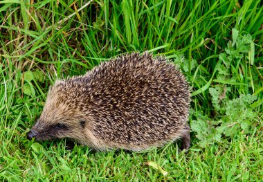 Vahşi Hedge Hog