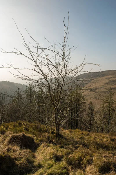 Ystwith Valley, Cardigan, Gales — Foto de Stock