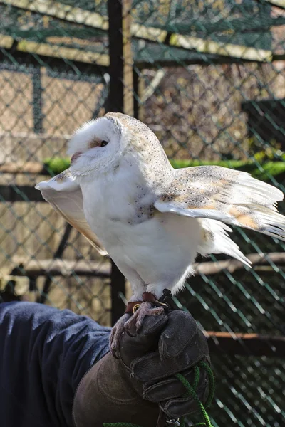 Mature Barn Owl — Stock Photo, Image