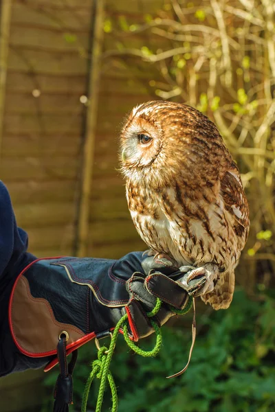 European Tawny Owl — Stock Photo, Image