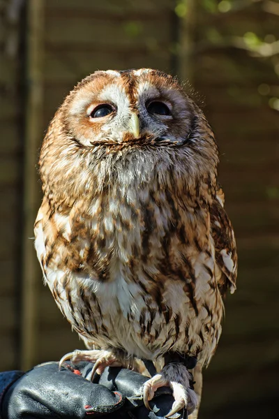 Coruja europeia de Tawny — Fotografia de Stock