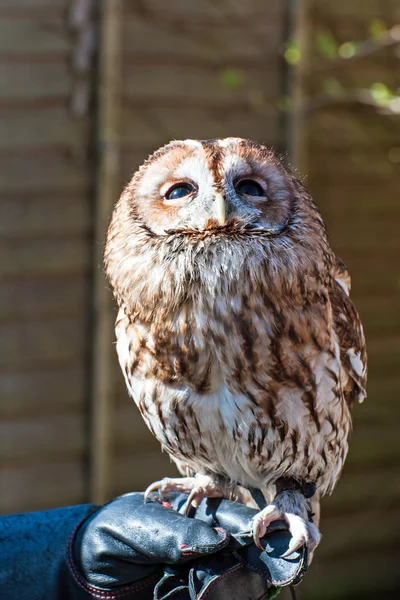 European Tawny Owl — Stock Photo, Image