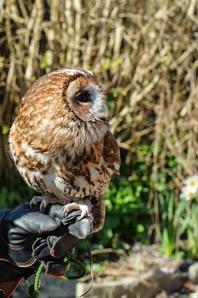 European Tawny Owl — Stock Photo, Image