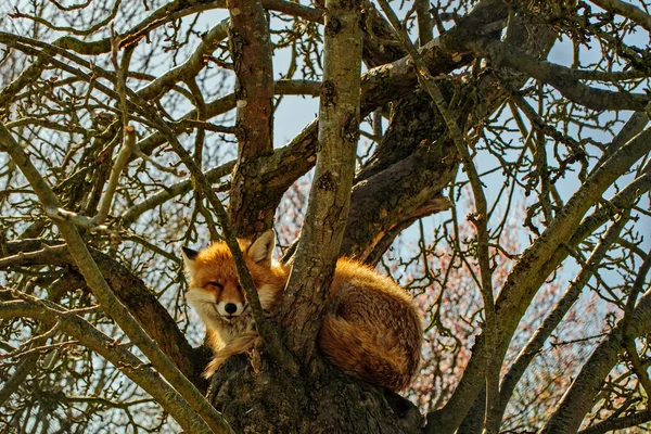 Fox in a Tree — Stock Photo, Image