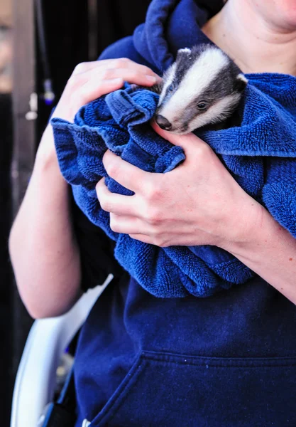 Badger cub/baby — Stockfoto