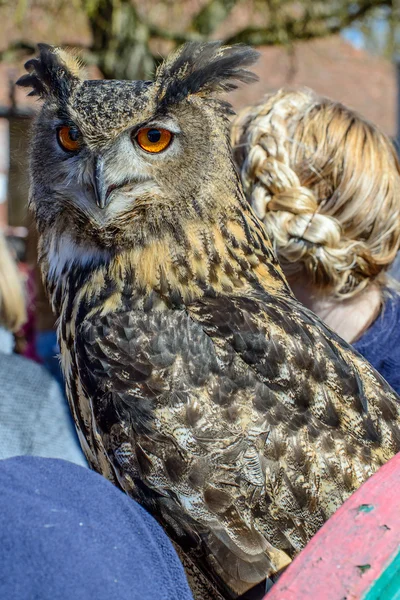 European Eagle Owl — Stock Photo, Image