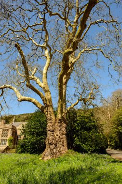 Antik meşe ağacı. 