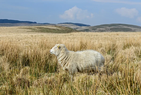 Owce na góry kambryjskie — Zdjęcie stockowe