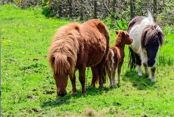 Shetland pony e giovane puledro . — Foto Stock