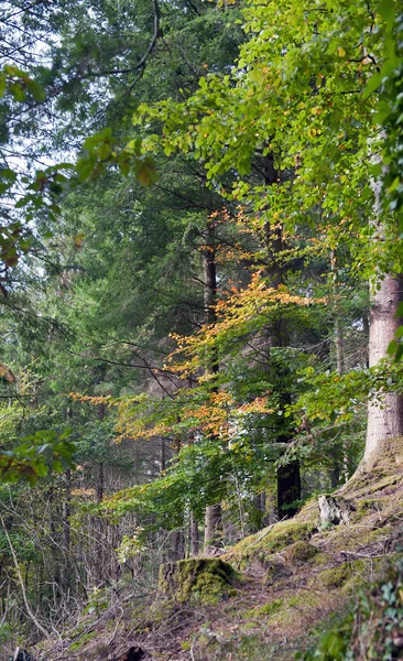 Floresta Hafod Wales — Fotografia de Stock