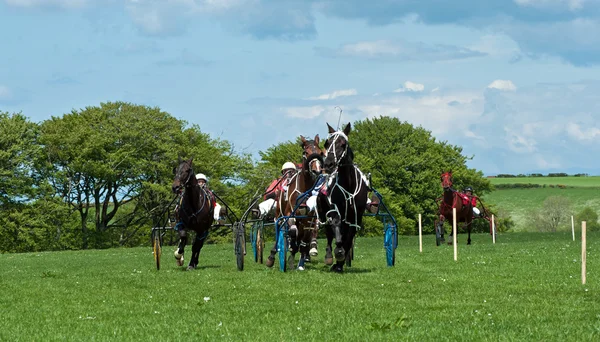 Trotting Race, agosto 2014 presso Synod Inn, Cardigan, Galles . — Foto Stock