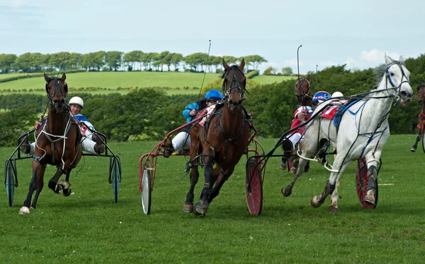 Trotting Race, August 2014 at Synod Inn, Cardigan, Wales. — Stock Photo, Image