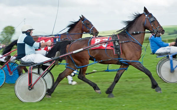 Trotting Race — Stock Photo, Image