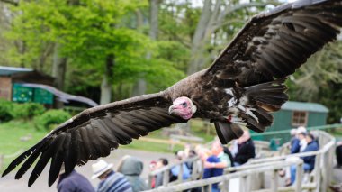 Uçuş hindi akbabası