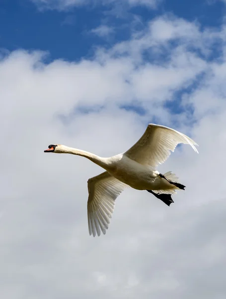 Höckerschwan-Landung. — Stockfoto