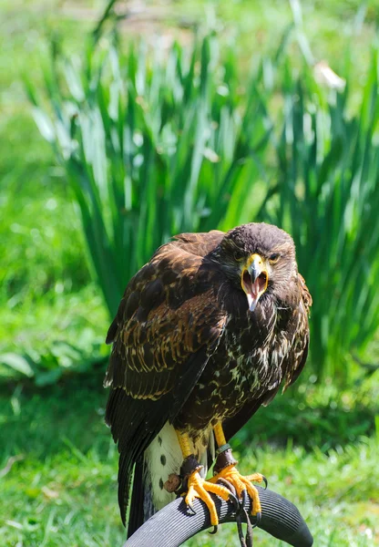 Harris or Bay Winged Hawk — Stock Photo, Image