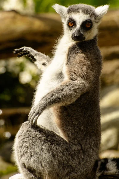 Anel cauda Lemur — Fotografia de Stock