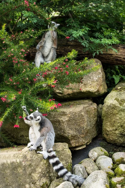 Anel cauda Lemur — Fotografia de Stock