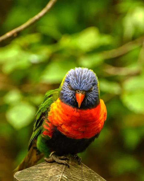 Lorikeet arcobaleno — Foto Stock