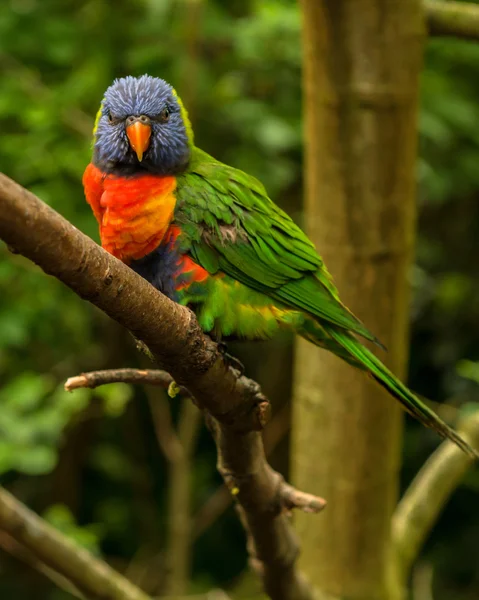 Rainbow Lorikeet — Stock Photo, Image