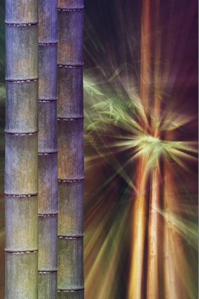 Бамбуковый Ствол Ночью — стоковое фото