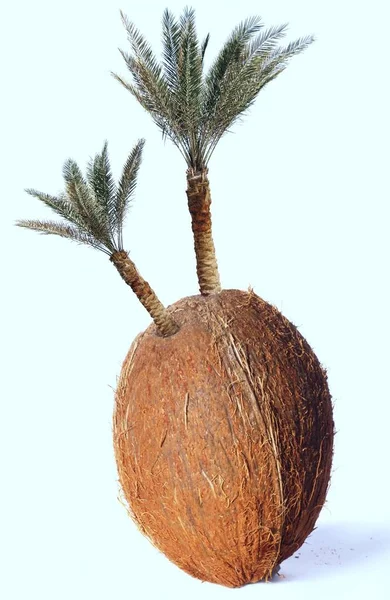 Konceptnötter Fetus Palm — Stockfoto