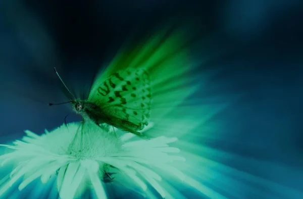 Noche Mariposa Flor —  Fotos de Stock