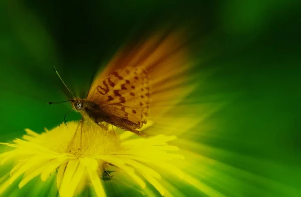 Schmetterling Glanz Auf Blume — Stockfoto