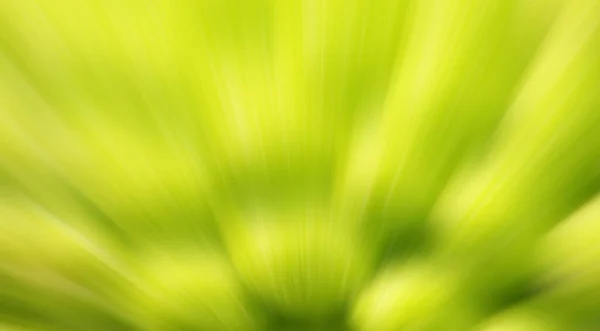 Clover Bud Blurred Background — Stock Photo, Image