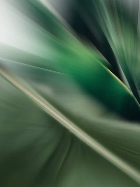 Banana Leaf Blurred Texture — Stock Photo, Image