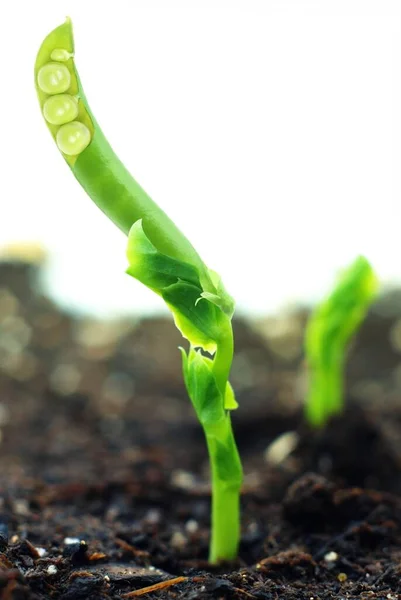 Fetus Pea Soil Growth — Stock Photo, Image