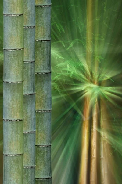 Three Trunk Bamboo Background — Stock Photo, Image