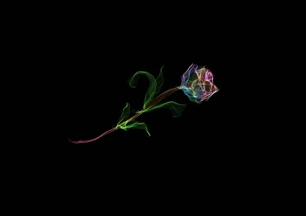 Πολύχρωμο Λουλούδι Τριαντάφυλλο Απομονωμένο — Φωτογραφία Αρχείου