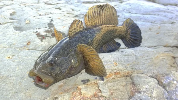 Pescado — Foto de Stock