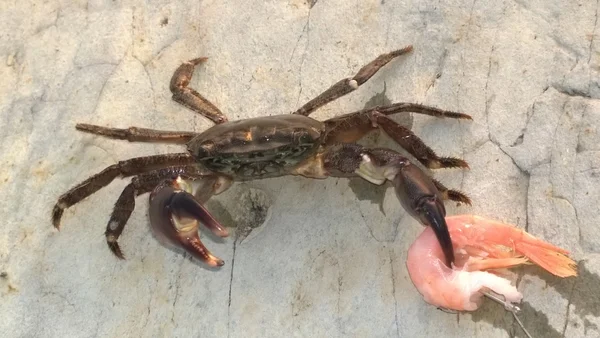 Crab — Stock Photo, Image