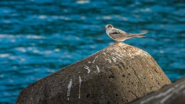 Gaivota relaxada em uma grande rocha, Magic Lantern RAW vídeo — Vídeo de Stock