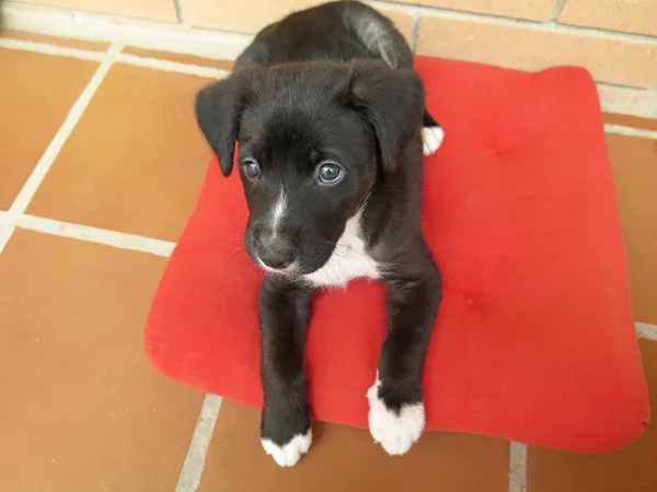 Nice black puppy — Stock Photo, Image