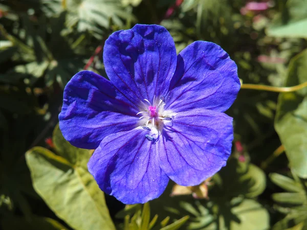 Flor azul macro — Foto de Stock
