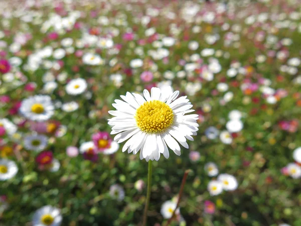 Garden of daisies — Stock Photo, Image