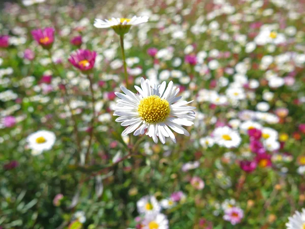 Garden of daisies — Stock Photo, Image