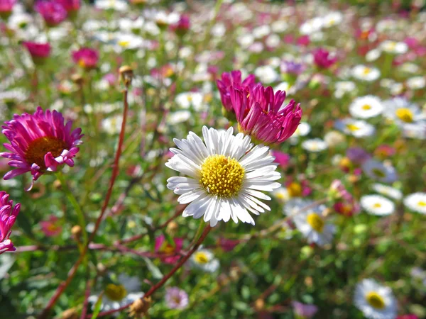 Tuin van madeliefjes — Stockfoto