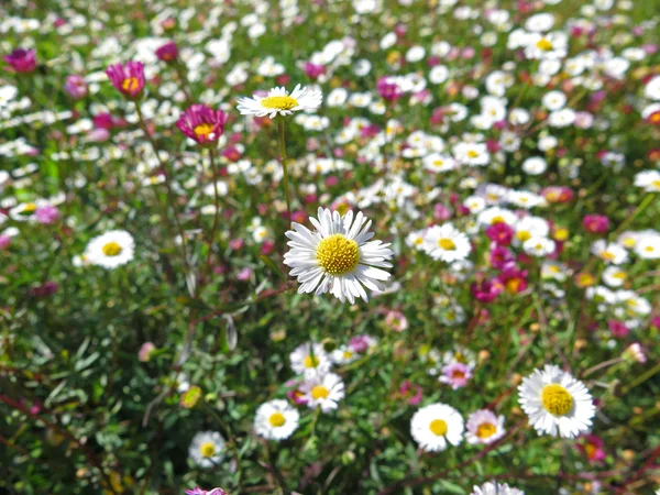 Garden of daisies — Stock Photo, Image