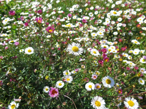 Garden of daisies — Stock Photo, Image
