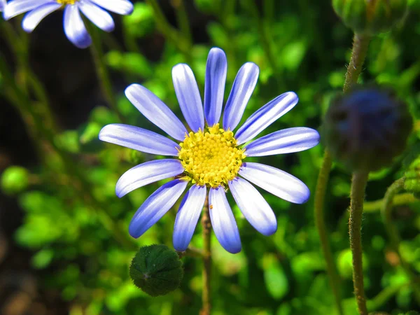 Macro blue daisy — Stock Photo, Image