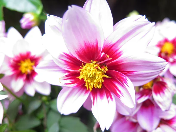 Rózsaszín virág exotica — Stock Fotó